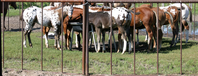 Sheldak Ranch foals in creep feeder