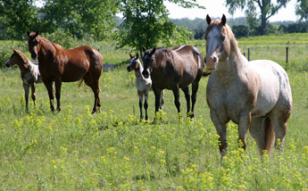 Sheldak Ranch horses