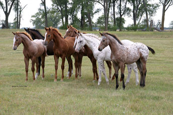 Sheldak Ranch foals in pasture