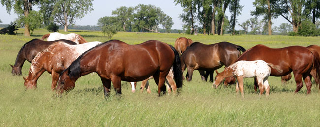 Sheldak Ranch broodmares in pasture